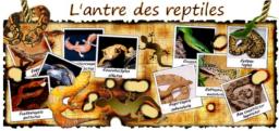 http://lantredesreptiles.forums-actifs.com/