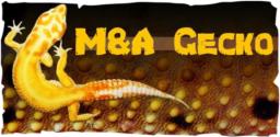 M&A gecko