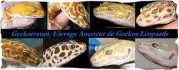 Geckotraum